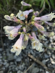Penstemon hirsutus