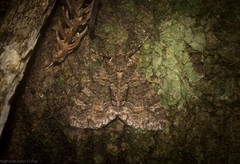 Polyclysta hypogrammata