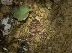 Scaphidriotis xylogramma