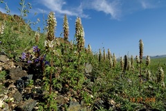 Nepeta annua
