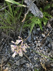 Penstemon hirsutus
