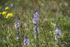 Veronica gentianoides