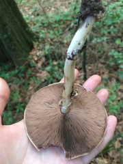 Agaricus endoxanthus