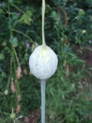 Allium ampeloprasum