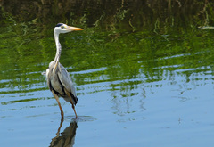 Ardea cinerea