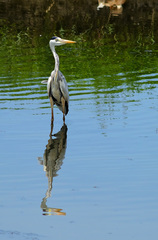 Ardea cinerea