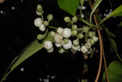 Psychotria comorensis image
