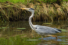 Ardea cinerea