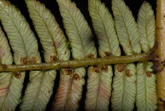Alsophila hyacinthei
