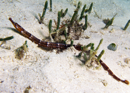 Ladder pipefish (Festucalex scalaris) — Syngnathidae