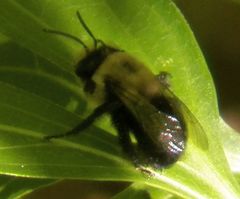 Anthophora abrupta