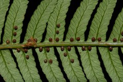 Alsophila hyacinthei