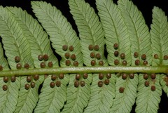 Alsophila hyacinthei