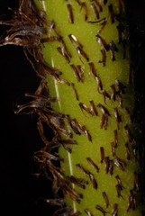 Alsophila hyacinthei