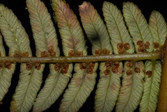 Alsophila hyacinthei
