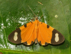 Eudulini