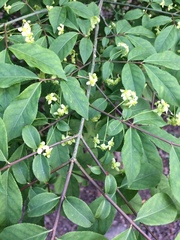 Euonymus alatus