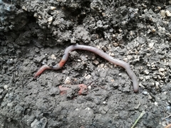 Lumbricus terrestris
