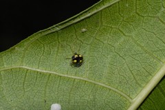 Theridula gonygaster