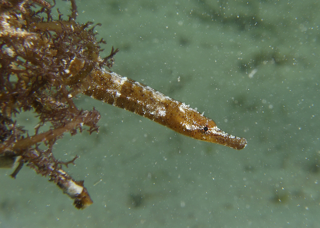 Ladder Pipefish