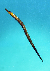 Festucalex scalaris