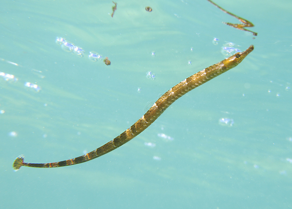 Ladder pipefish (Festucalex scalaris) — Syngnathidae