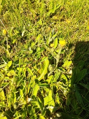 Pilosella flagellaris