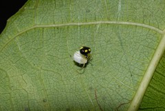 Theridula gonygaster