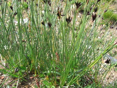 Juncus jacquinii