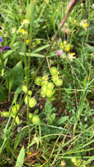 Biscutella laevigata