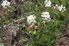 Noccaea macrantha