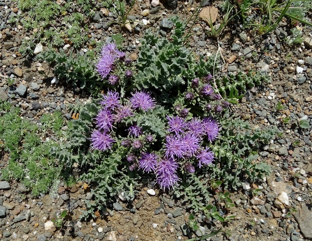 Saussurea ceterachifolia