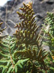 Paragymnopteris marantae