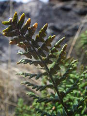 Paragymnopteris marantae