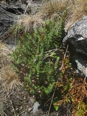 Paragymnopteris marantae