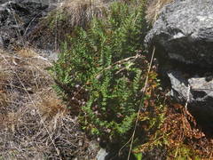 Paragymnopteris marantae