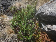 Paragymnopteris marantae