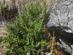 Paragymnopteris marantae