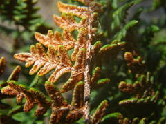 Paragymnopteris marantae