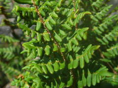 Paragymnopteris marantae