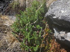 Paragymnopteris marantae