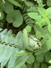 Herpetogramma sphingealis