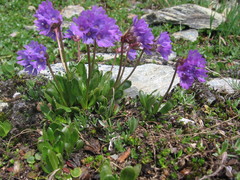 Primula glutinosa