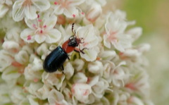 Loedelia maculicollis