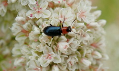 Loedelia maculicollis