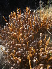 Paragymnopteris marantae marantae