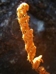 Paragymnopteris marantae marantae