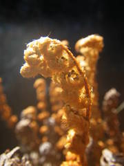 Paragymnopteris marantae marantae