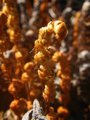 Paragymnopteris marantae marantae