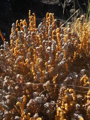 Paragymnopteris marantae marantae